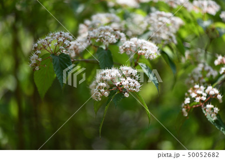 ミヤマガマズミの花 50052682