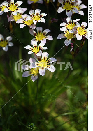 スパラキシス 50052808