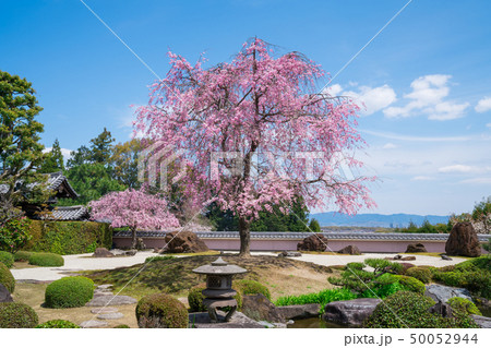 京都　正法寺（しょうぼうじ）の石庭と紅枝垂れ桜　　 50052944