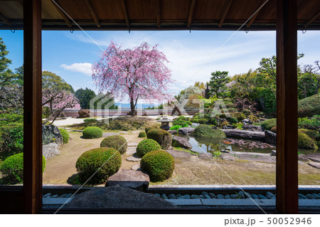 京都　正法寺（しょうぼうじ）の石庭と紅枝垂れ桜　　 50052946