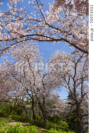 桜 桜 50053032
