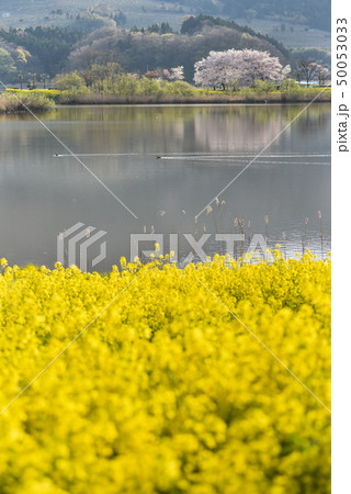 桜と菜の花 桜と菜の花 50053033