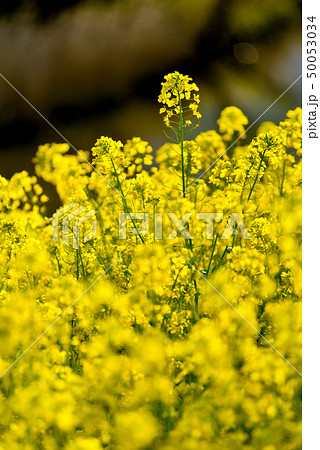 桜と菜の花 桜と菜の花 50053034