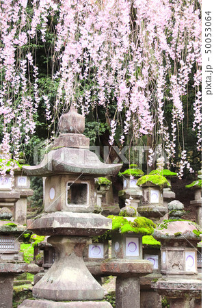 Old stone lanterns at Kasuga Grand Shrine, Nara Old stone lanterns at Kasuga Grand Shrine, Nara 50053064