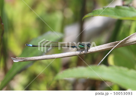 アオモンイトトンボ アオモンイトトンボ 50053093