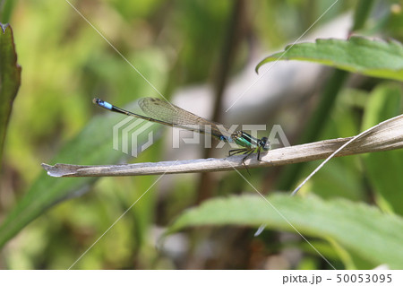 アオモンイトトンボ 50053095