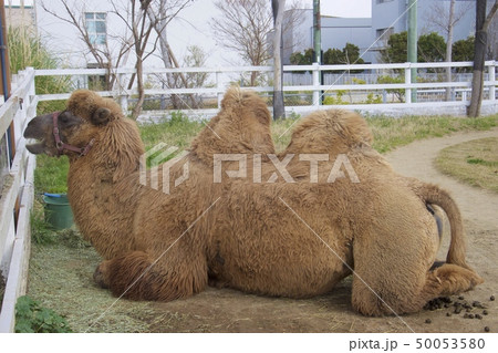 神戸どうぶつ王国のらくだ 神戸どうぶつ王国のらくだ 50053580