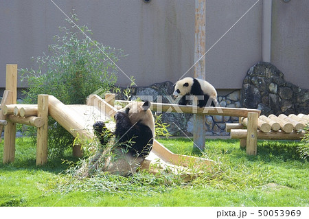 和歌山県南紀白浜のアドベンチャーワールドのジャイアントパンダの親子（良浜と彩浜） 50053969