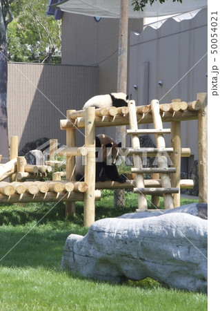 和歌山県南紀白浜のアドベンチャーワールドのジャイアントパンダの親子(良浜と彩浜) 和歌山県南紀白浜のアドベンチャーワールドのジャイアントパンダの親子(良浜と彩浜) 50054021