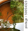 水鉢のメダカ 50054323