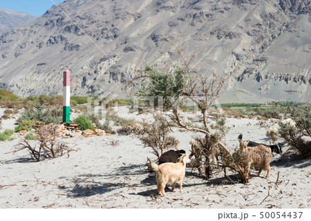 Panj river（タジキスタン・アフガニスタン国境）タジキスタン・パミール高原・ワハーン回廊 50054437