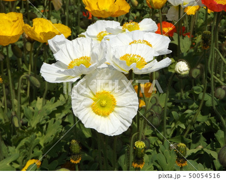 アイスランドポピーの白と黄色の花 アイスランドポピーの白と黄色の花 50054516