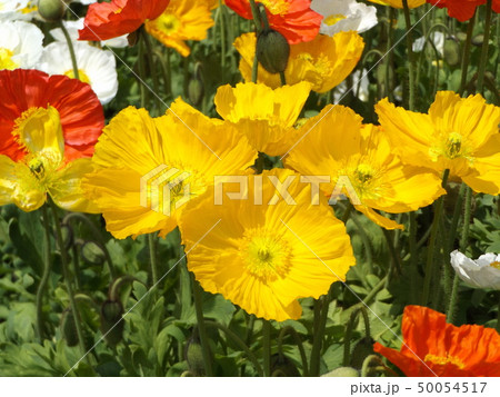 アイスランドポピーの白と黄色の花の写真素材