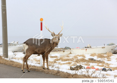 野付半島の道路端に佇むエゾシカ［冬］/オス成獣（Ｂ・４‐４） 50054541