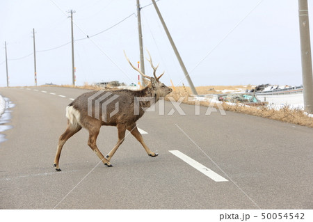 野付半島の道路を横断するエゾシカ［冬］/オス成獣（Ｂ・２‐２） 50054542