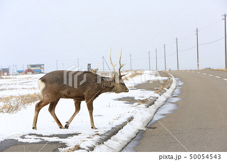野付半島の道路を横断するエゾシカ［冬］/オス成獣（Ｂ・２‐１） 50054543