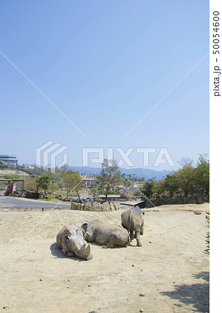 和歌山県南紀白浜のアドベンチャーワールドのミナミシロサイ 和歌山県南紀白浜のアドベンチャーワールドのミナミシロサイ 50054600