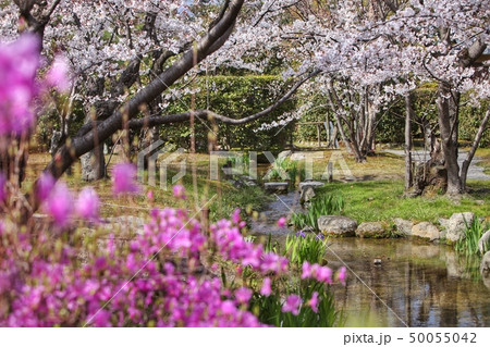 春の日本庭園 50055042