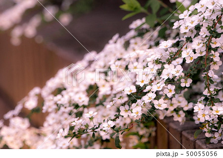 ユキヤナギ 白い花 50055056