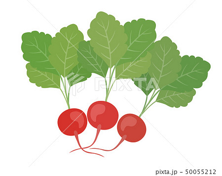 ラディッシュのイラスト素材