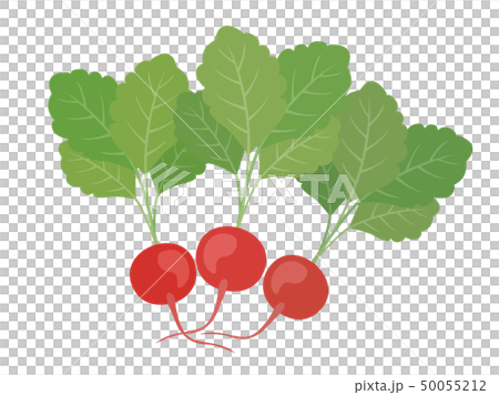 Radish Radish 50055212