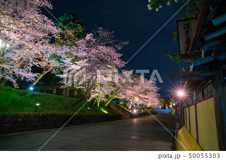 京都　ねねの道と桜　夜景　 50055303