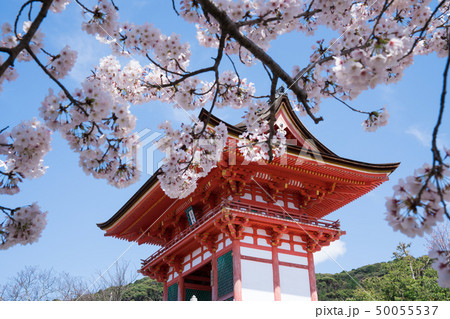 京都 清水寺の仁王門と桜 京都 清水寺の仁王門と桜 50055537