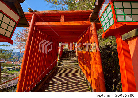 島根(山陰の小京都)の津和野 太鼓谷稲成神社千本鳥居の参道(西に向いて) 50055580