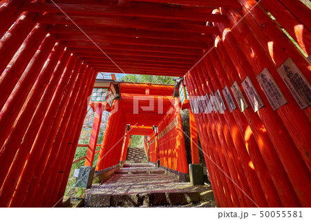 島根(山陰の小京都)の津和野 太鼓谷稲成神社千本鳥居の参道 50055581