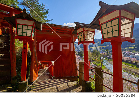 島根(山陰の小京都)の津和野 太鼓谷稲成神社千本鳥居の参道(東に向いて) 50055584