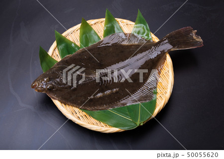石カレイ イシガレイ 石カレイ イシガレイ 50055620