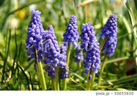 ムスカリ 50055630