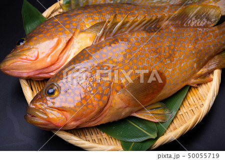 アコウ　キジハタ 50055719