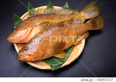 アコウ キジハタ アコウ キジハタ 50055727