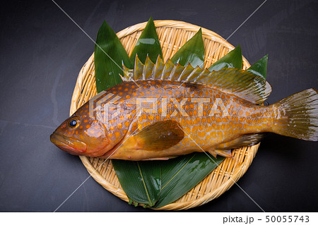 アコウ キジハタ アコウ キジハタ 50055743