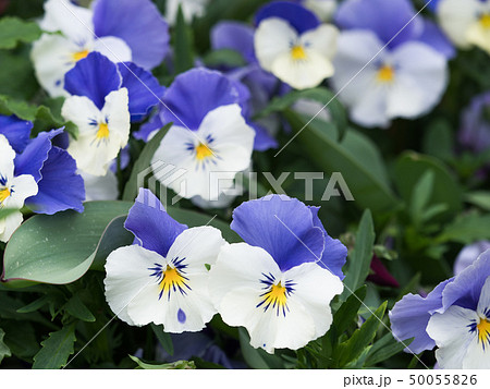 ビオラの花 ビオラの花 50055826