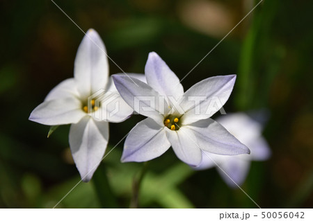 ハナニラ（花韮） 50056042