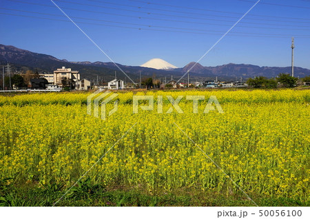 3月 小田原95富士山と栢山の菜の花畑・菜の花まつり 3月 小田原95富士山と栢山の菜の花畑・菜の花まつり 50056100