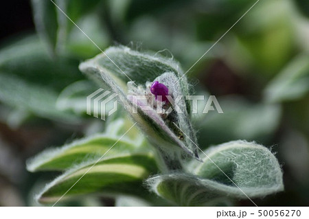 ディッキア マルニエル ラポストレイ 赤紫の花の写真素材