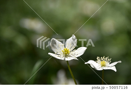 ニリンソウ（二輪草） 50057116