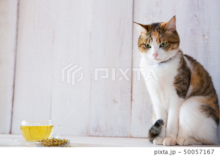 アンニュイな三毛猫さん 50057167