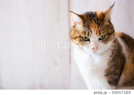 アンニュイな三毛猫さん アンニュイな三毛猫さん 50057169