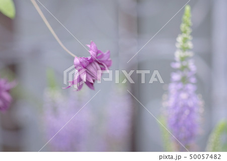 クレマチス・メアリーロース゜の花 50057482