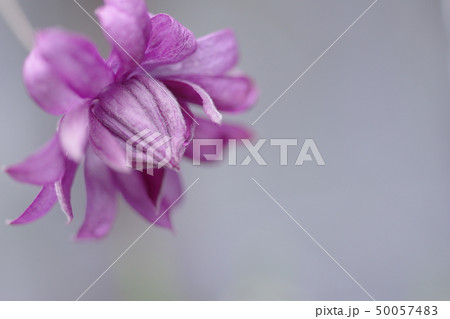 クレマチス・メアリーロース゜の花 50057483