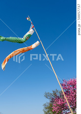 鯉のぼり　青空　桃の花 50057737