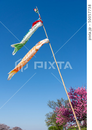 鯉のぼり　青空　桃の花 50057738