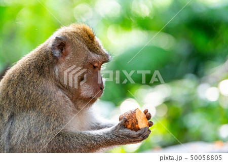 Macaque monkey at Ubud Monkey Forest in Bali 50058805