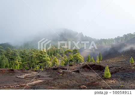Foggy Chinyero volcano Foggy Chinyero volcano 50058911