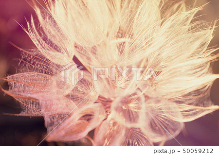 Defocused beautiful mystical floral background. Defocused beautiful mystical floral background. 50059212