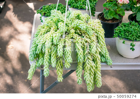 Sedum morganianum (lamb's tail, burro's tail, Sedum morganianum (lamb's tail, burro's tail, 50059274